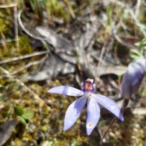 Cyanicula caerulea at Stromlo, ACT - 10 Oct 2021