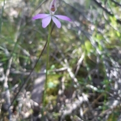 Caladenia carnea (Pink Fingers) at Molonglo Valley, ACT - 10 Oct 2021 by mlech