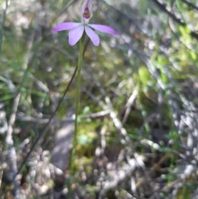 Caladenia carnea (Pink Fingers) at Molonglo Valley, ACT - 10 Oct 2021 by mlech