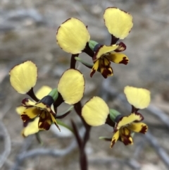 Diuris pardina (Leopard Doubletail) at Farrer, ACT - 12 Oct 2021 by AnneG1