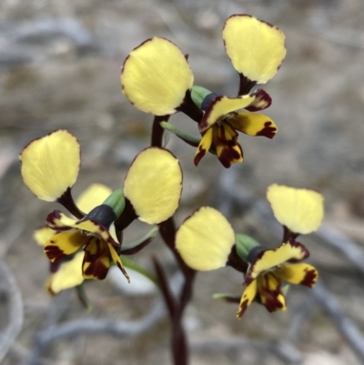 Diuris pardina (Leopard Doubletail) at Farrer Ridge - 12 Oct 2021 by AnneG1