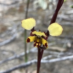 Diuris pardina at Farrer, ACT - 12 Oct 2021