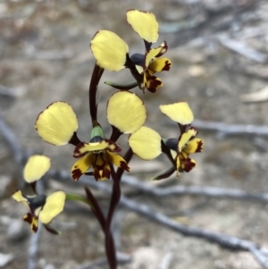 Diuris pardina at Farrer, ACT - 12 Oct 2021