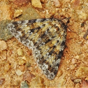 Dichromodes disputata at Coree, ACT - 12 Oct 2021