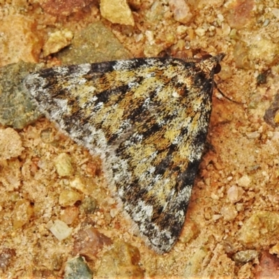 Dichromodes disputata (Scaled Heath Moth) at Coree, ACT - 12 Oct 2021 by JohnBundock