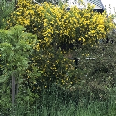 Cytisus scoparius subsp. scoparius (Scotch Broom, Broom, English Broom) at Ngunnawal, ACT - 12 Oct 2021 by Hilda