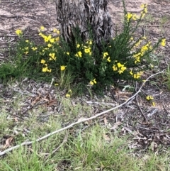 Cytisus scoparius subsp. scoparius at Ngunnawal, ACT - 12 Oct 2021 03:13 PM