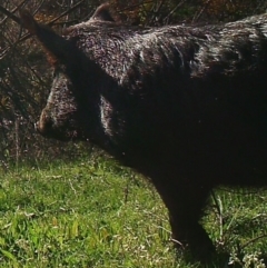 Sus scrofa (Wild Boar, Feral Pig) at Tennent, ACT - 16 Mar 2021 by ChrisHolder