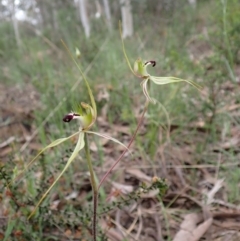 Caladenia atrovespa (Green-comb Spider Orchid) at Farrer, ACT - 12 Oct 2021 by AnneG1