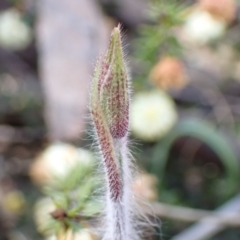 Caladenia atrovespa at Farrer, ACT - suppressed