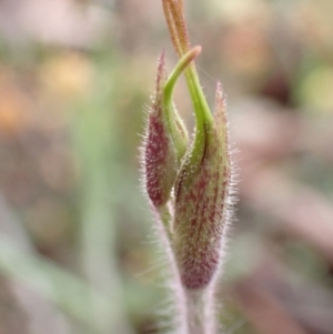 Caladenia atrovespa at Farrer, ACT - 12 Oct 2021