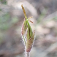 Caladenia atrovespa at Farrer, ACT - 12 Oct 2021