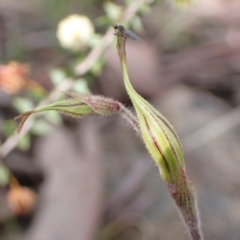 Caladenia atrovespa at Farrer, ACT - suppressed