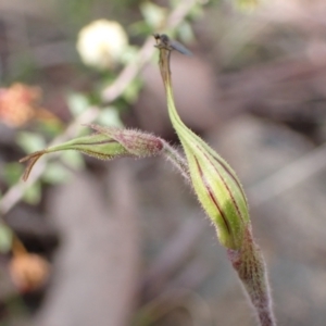 Caladenia atrovespa at Farrer, ACT - 12 Oct 2021