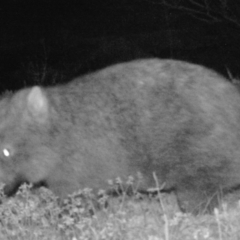 Vombatus ursinus (Common wombat, Bare-nosed Wombat) at Gigerline Nature Reserve - 17 Mar 2021 by ChrisHolder