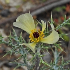 Argemone ochroleuca subsp. ochroleuca (Mexican Poppy, Prickly Poppy) at Coree, ACT - 12 Oct 2021 by JohnBundock