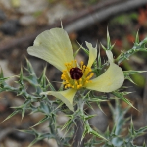 Argemone ochroleuca subsp. ochroleuca at Coree, ACT - 12 Oct 2021 11:23 AM