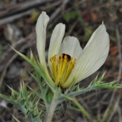 Argemone ochroleuca subsp. ochroleuca at Coree, ACT - 12 Oct 2021