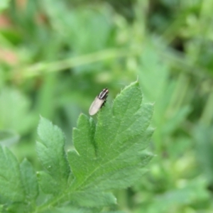 Poecilohetaerus sp. (genus) at McKellar, ACT - suppressed