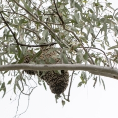 Apis mellifera (European honey bee) at Bruce, ACT - 11 Oct 2021 by AlisonMilton