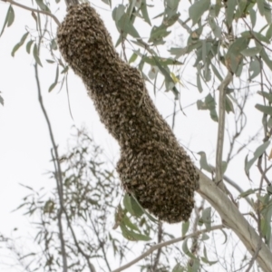 Apis mellifera at Bruce, ACT - 12 Oct 2021