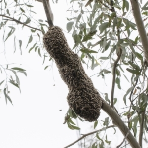 Apis mellifera at Bruce, ACT - 12 Oct 2021