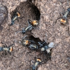 Polyrhachis ammon (Golden-spined Ant, Golden Ant) at West Wodonga, VIC - 12 Oct 2021 by ChrisAllen