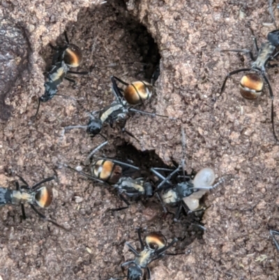 Polyrhachis ammon (Golden-spined Ant, Golden Ant) at Felltimber Creek NCR - 12 Oct 2021 by ChrisAllen