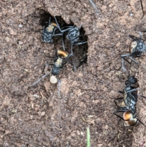 Polyrhachis ammon at West Wodonga, VIC - 12 Oct 2021 12:41 PM