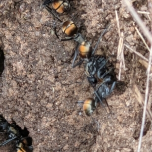 Polyrhachis ammon at West Wodonga, VIC - 12 Oct 2021 12:41 PM