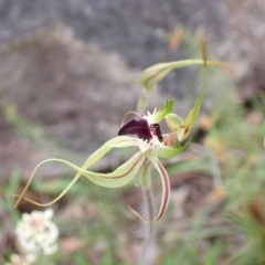 Caladenia atrovespa (Green-comb Spider Orchid) at Farrer, ACT - 12 Oct 2021 by AnneG1
