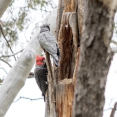 Callocephalon fimbriatum (Gang-gang Cockatoo) at Bruce, ACT - 11 Oct 2021 by AlisonMilton