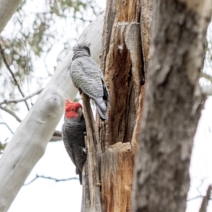 Callocephalon fimbriatum at Bruce, ACT - 12 Oct 2021