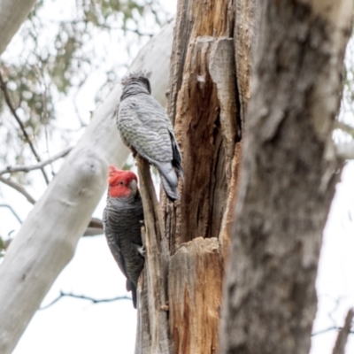 Callocephalon fimbriatum (Gang-gang Cockatoo) at Bruce Ridge - 11 Oct 2021 by AlisonMilton