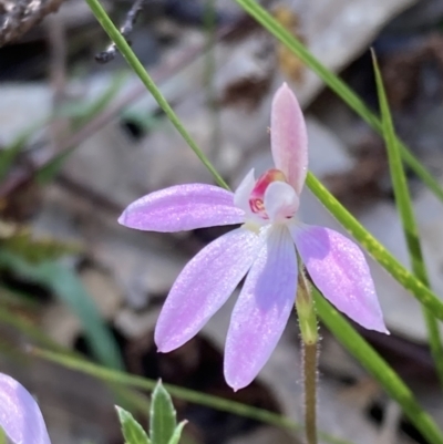 Caladenia carnea (Pink Fingers) at Paddys River, ACT - 8 Oct 2021 by AnneG1