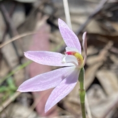 Caladenia carnea at Paddys River, ACT - 8 Oct 2021