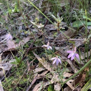 Caladenia carnea at Paddys River, ACT - 8 Oct 2021