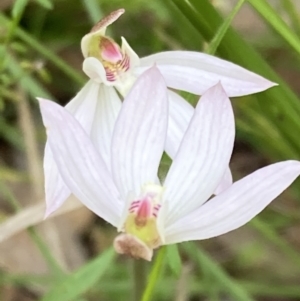 Caladenia carnea at Paddys River, ACT - 8 Oct 2021