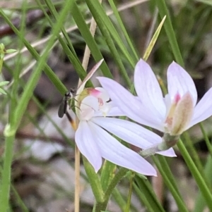 Caladenia carnea at Paddys River, ACT - 8 Oct 2021