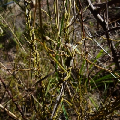 Cassytha pubescens (Devil's Twine) at Queanbeyan West, NSW - 25 Sep 2021 by Paul4K