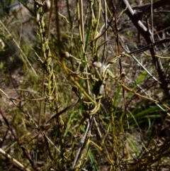 Cassytha pubescens (Devil's Twine) at Bicentennial Park Queanbeyan - 24 Sep 2021 by Paul4K