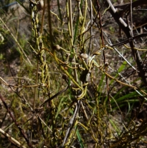 Cassytha pubescens at Queanbeyan West, NSW - 25 Sep 2021