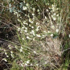 Pimelea linifolia (Slender Rice Flower) at Queanbeyan West, NSW - 25 Sep 2021 by Paul4K