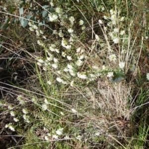Pimelea linifolia at Queanbeyan West, NSW - 25 Sep 2021