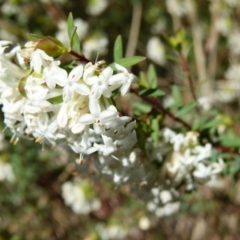 Pimelea linifolia at Queanbeyan West, NSW - 25 Sep 2021 08:53 AM