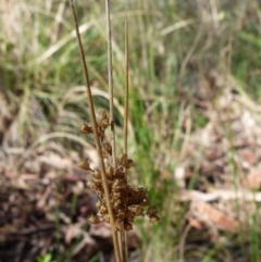 Juncus sp. (A Rush) at Queanbeyan West, NSW - 25 Sep 2021 by Paul4K