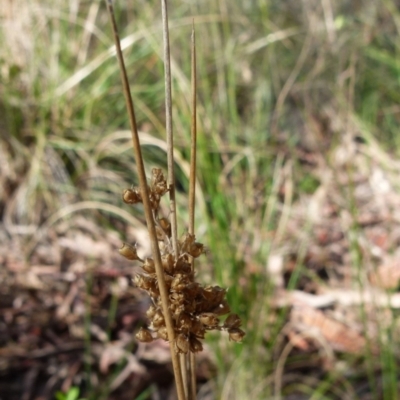 Juncus sp. (A Rush) at Bicentennial Park - 24 Sep 2021 by Paul4K