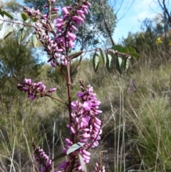 Indigofera australis subsp. australis (Australian Indigo) at Queanbeyan West, NSW - 25 Sep 2021 by Paul4K