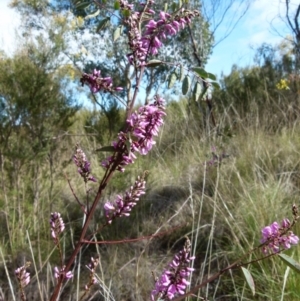 Indigofera australis subsp. australis at Queanbeyan West, NSW - 26 Sep 2021
