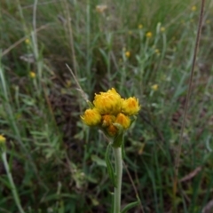 Chrysocephalum semipapposum (Clustered Everlasting) at Bicentennial Park - 1 Oct 2021 by Paul4K